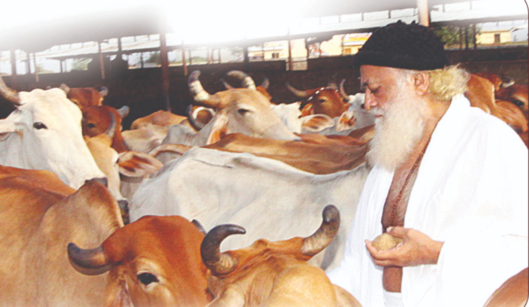 Cow Protection and Promotion
